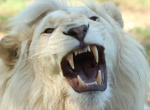 Roaring white lion picture 150 wide